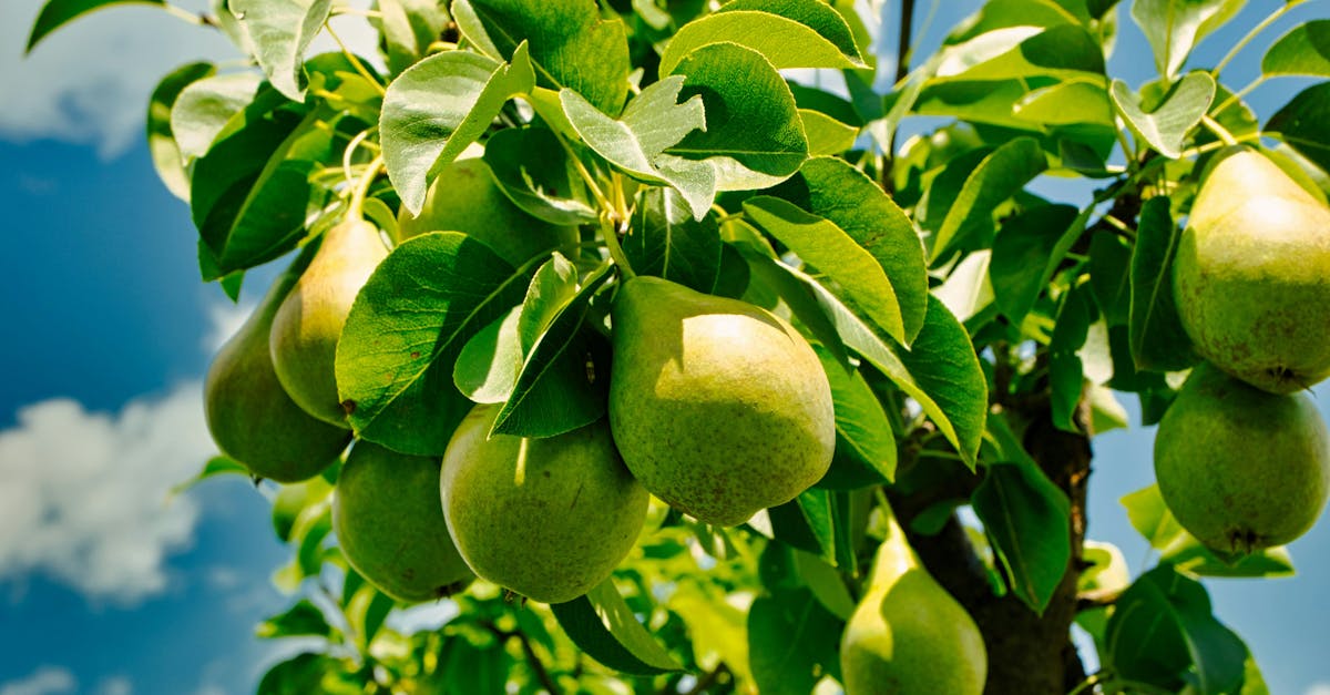 découvrez tout ce qu'il faut savoir sur le remboursement de la vitamine d en france : conditions d'accès, démarches à suivre et conseils pratiques pour bénéficier d'une prise en charge optimale.