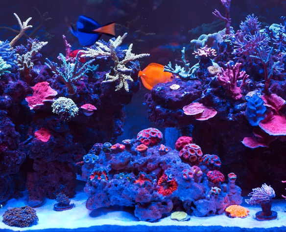 découvrez les risques pour la santé liés à la consommation de poisson, y compris les contaminants, les allergies et les effets sur la santé à long terme. informez-vous pour faire des choix éclairés et garantir votre bien-être.