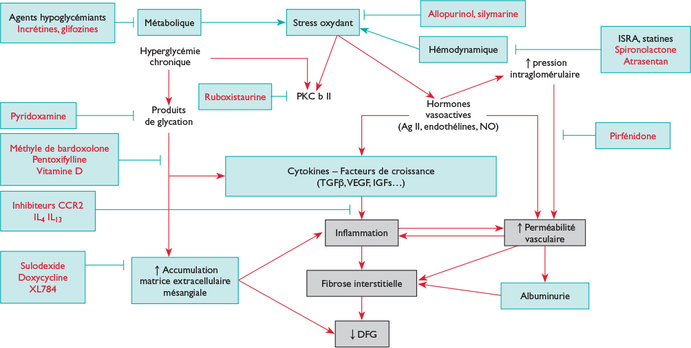découvrez la néphropathie diabétique chez les polynésiens : causes, symptômes et traitements. informez-vous sur cette complication du diabète qui touche de nombreuses personnes dans le pacifique et les solutions pour mieux gérer votre santé rénale.